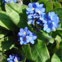 Myosotis alpestris 'Bluesylva'